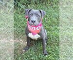 Small American Pit Bull Terrier Mix