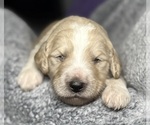 Small Photo #40 Goldendoodle Puppy For Sale in HOWARD CITY, MI, USA