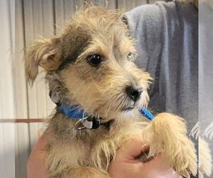 Mutt Dogs for adoption in Carrollton, TX, USA