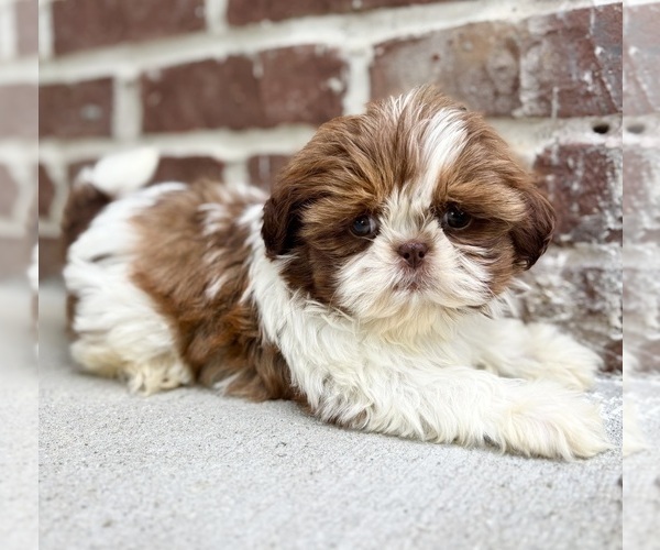 Medium Photo #4 Shih Tzu Puppy For Sale in INDIANAPOLIS, IN, USA