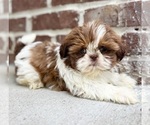 Small #3 Shih Tzu