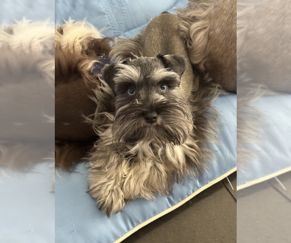 Medium Photo #1 Schnauzer (Miniature) Puppy For Sale in KISSIMMEE, FL, USA