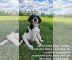 Puppy Maddie Labrador Retriever-Saint Bernard Mix
