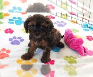 Cavapoo (Miniature)-Poodle (Toy) Mix Puppy for sale in ORO VALLEY, AZ, USA