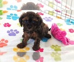 Image preview for Ad Listing. Nickname: Rudy