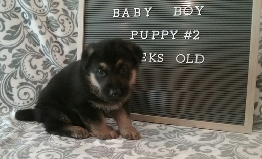 Medium Photo #1 German Shepherd Dog Puppy For Sale in LAKEVILLE, OH, USA