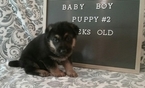 Small Photo #1 German Shepherd Dog Puppy For Sale in LAKEVILLE, OH, USA