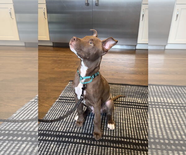 Medium Photo #6 American Staffordshire Terrier-Unknown Mix Puppy For Sale in Arlington, VA, USA