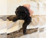 Small Photo #109 Miniature Bernedoodle Puppy For Sale in AUBURNDALE, FL, USA