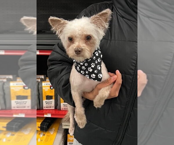 Medium Photo #1 Shih Tzu-Unknown Mix Puppy For Sale in Caldwell, NJ, USA