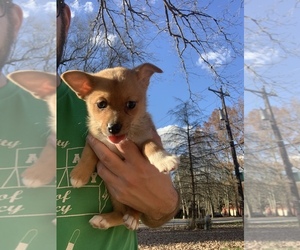 Finnish Spitz-Pomeranian Mix Puppy for sale in MONCLOVA, OH, USA