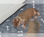 Small #38 American Bully