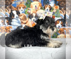 Schnauzer (Miniature) Puppy for sale in WINNSBORO, LA, USA