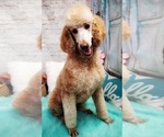 Small Photo #1 Labradoodle Puppy For Sale in WEST PLAINS, MO, USA