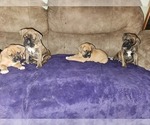 Small Photo #14 Boxer Puppy For Sale in EAST LONGMEADOW, MA, USA