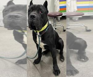Mutt Dogs for adoption in Forestville, MD, USA