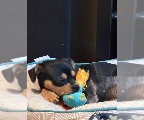 Medium Photo #2 Chihuahua-Unknown Mix Puppy For Sale in Fort Collins, CO, USA