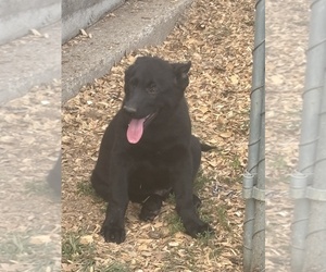 German Shepherd Dog Puppy for sale in LIBERTY, KY, USA