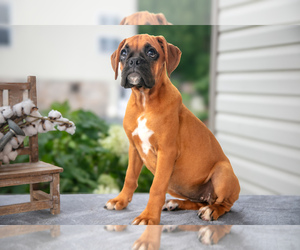 Boxer Litter for sale in STRASBURG, PA, USA