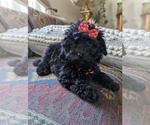 Small Photo #11 Maltese-Poodle (Toy) Mix Puppy For Sale in TEMECULA, CA, USA
