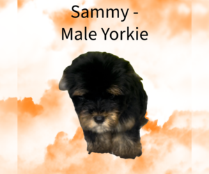 Yorkshire Terrier Puppy for sale in AZLE, TX, USA