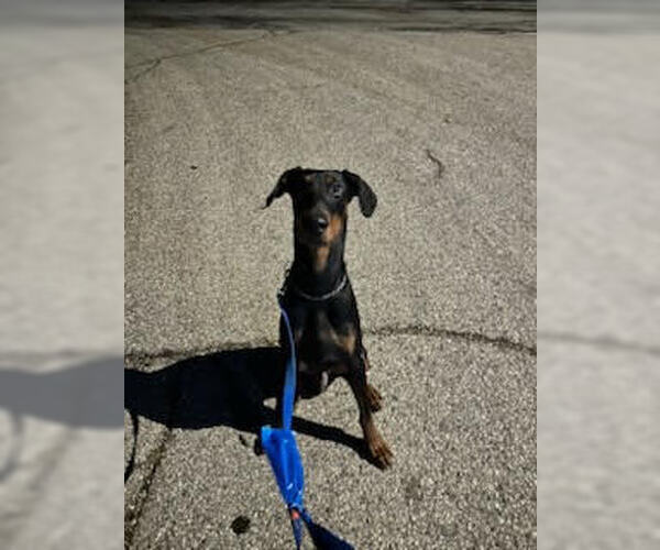 Medium Photo #1 Doberman Pinscher Puppy For Sale in Minneaoplis, MN, USA