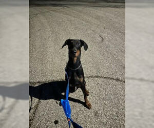 Doberman Pinscher Dogs for adoption in Minneaoplis, MN, USA