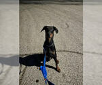 Small Doberman Pinscher