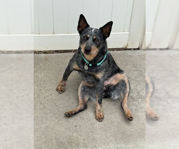 Medium Photo #2 Mutt Puppy For Sale in Salt Lake City, UT, USA