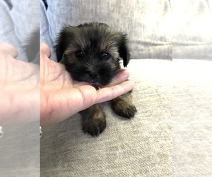 Morkie-Shih Tzu Mix Puppy for sale in VIRGINIA BEACH, VA, USA