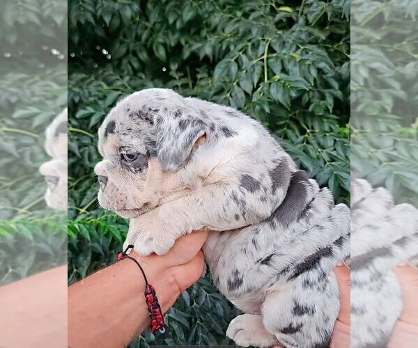 Medium Photo #1 English Bulldog Puppy For Sale in DENVER, CO, USA