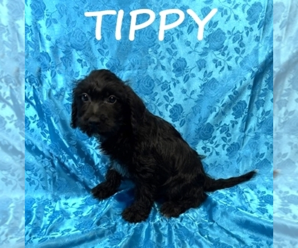 Medium Photo #3 Schnoodle (Miniature) Puppy For Sale in HARTLAND, MN, USA