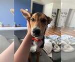 Small #2 German Shepherd Dog Mix