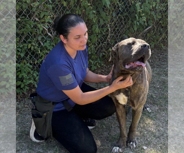 Medium Photo #2 Mastiff Puppy For Sale in Glen Allen, VA, USA