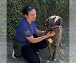 Small #1 Mastiff