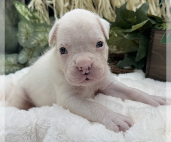 Medium Photo #9 Boxer Puppy For Sale in PAWNEE CITY, NE, USA