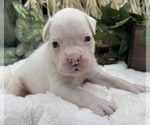 Small #8 Boxer