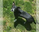 Small #2 Boston Terrier Mix