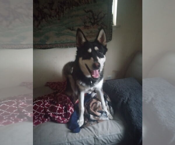 Medium Photo #11 Huskies -Unknown Mix Puppy For Sale in Pacific grove , CA, USA