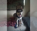 Small #10 Huskies  Mix