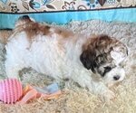 Small Photo #3 ShihPoo Puppy For Sale in BOCA RATON, FL, USA