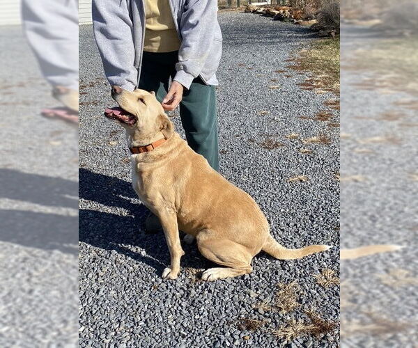 Medium Photo #3 American Pit Bull Terrier-Labrador Retriever Mix Puppy For Sale in Westminster, MD, USA