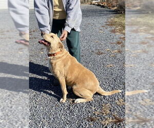Cookie Monster - Male American Pit Bull Terrier-Labrador Retriever Mix Dog for Adoption - Photo #3