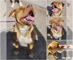 Small #2 American Staffordshire Terrier-Boxer Mix
