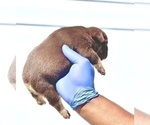 Small Photo #32 French Bulldog Puppy For Sale in TULSA, OK, USA