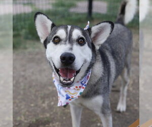 Siberian Husky-Unknown Mix Dogs for adoption in San Antonio, TX, USA