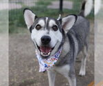 Small Siberian Husky Mix