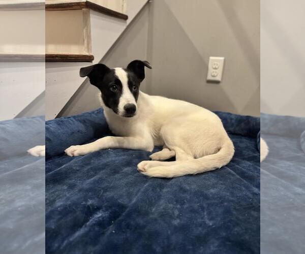 Medium Photo #8 Mutt Puppy For Sale in Yardley, PA, USA