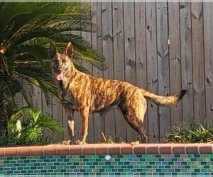 Mother of the Dutch Shepherd Dog puppies born on 05/25/2025