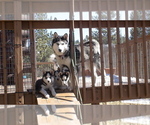 Small Photo #7 Siberian Husky Puppy For Sale in WESTCLIFFE, CO, USA